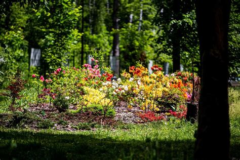 Ogród Botaniczny Kōfu: Niezwykłe Rośliny i Urokliwe Widoki!