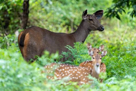 Nagarhole National Park: Dzikie Urokliwe Krajobrazy i Wyjątkowe Zwierzęta